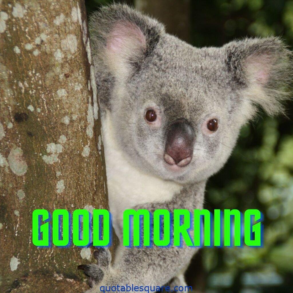 cute Good Morning Images koala bear