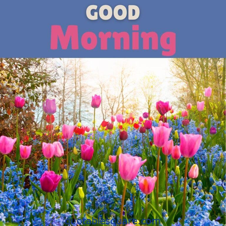 Good Morning Pics colorful flowers blooming