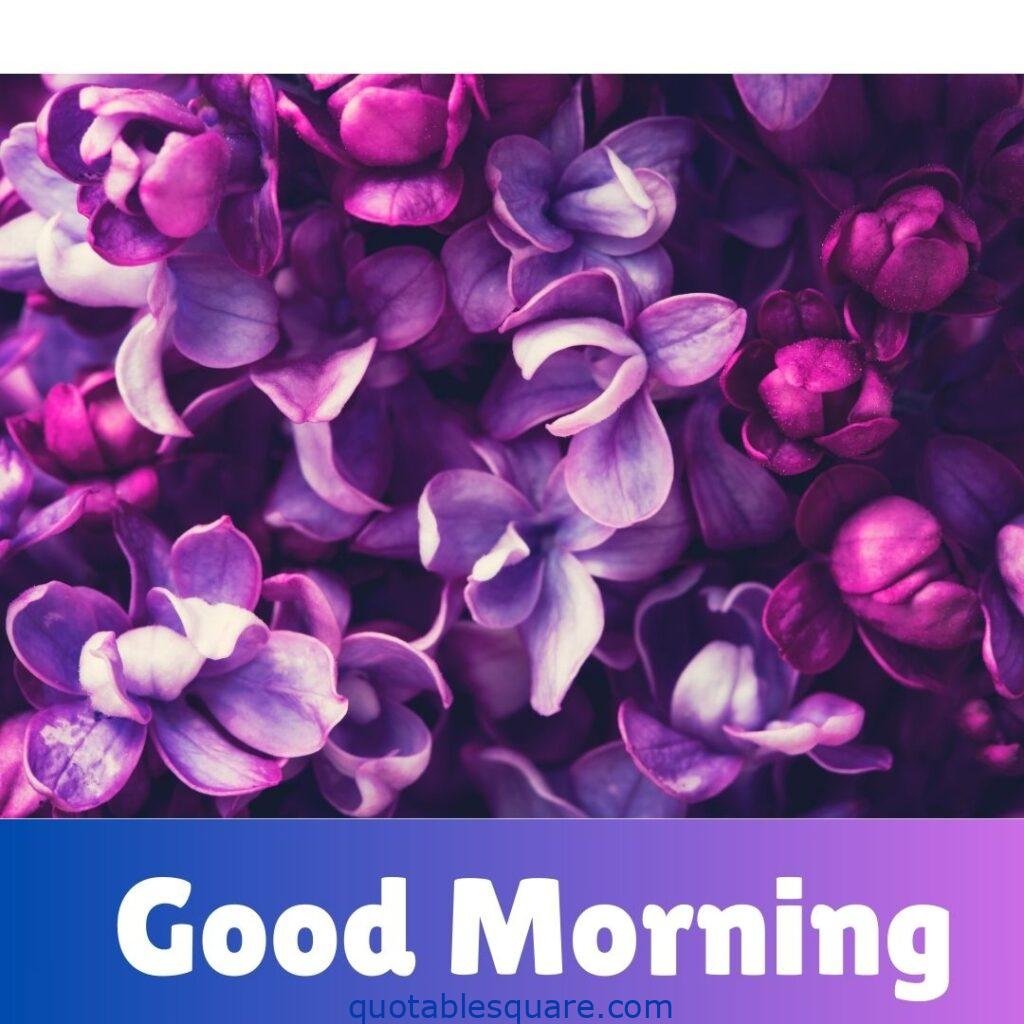 Good Morning Pics with purple lilac flower petals